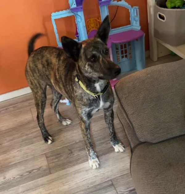 An adult medium-sized female German Shepherd Dog dog named Lady for adoption in Des Moines, IA