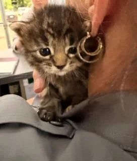 A baby small-sized female Domestic Medium Hair cat named Ruby for adoption in Richland Hills, TX