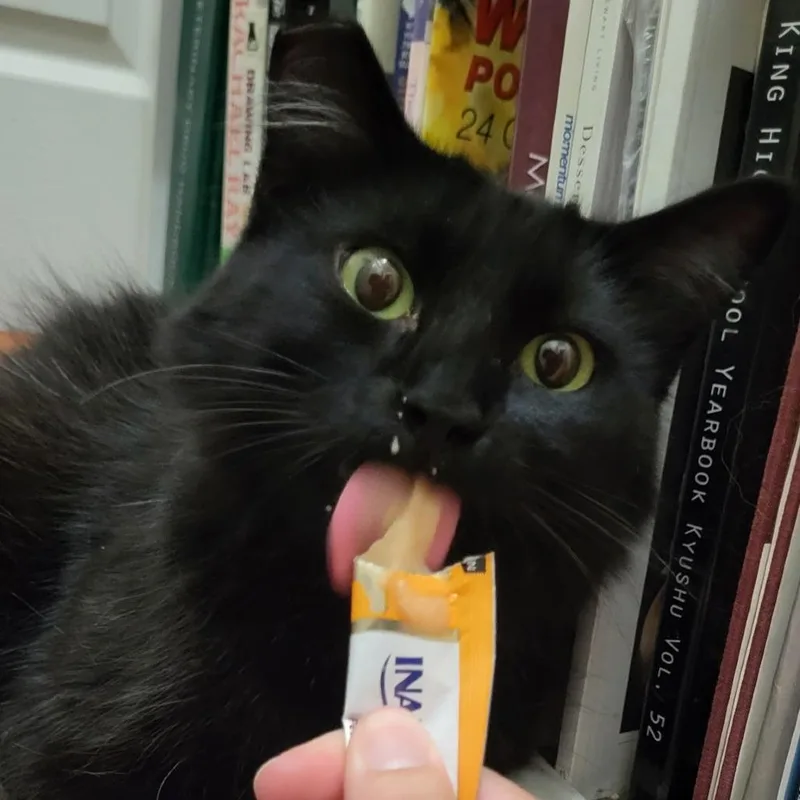 An adult small-sized female Domestic Long Hair cat named Bebe for adoption in Los Angeles, CA