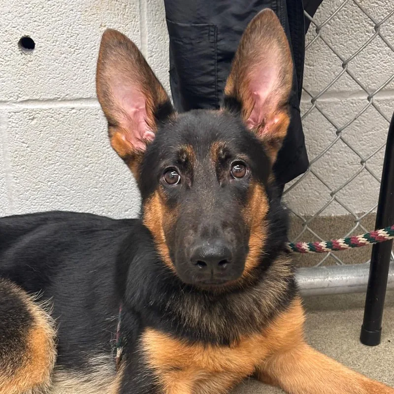 A young medium-sized female Black German Shepherd Dog dog named Baby Beatrice for adoption in Birdsboro, PA