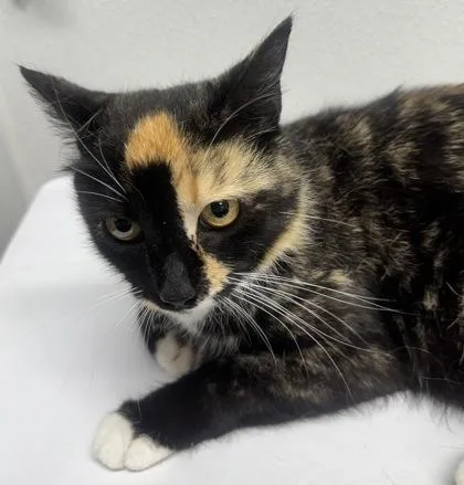 An adult small-sized female Domestic Short Hair cat named Robin for adoption in West Chester, PA