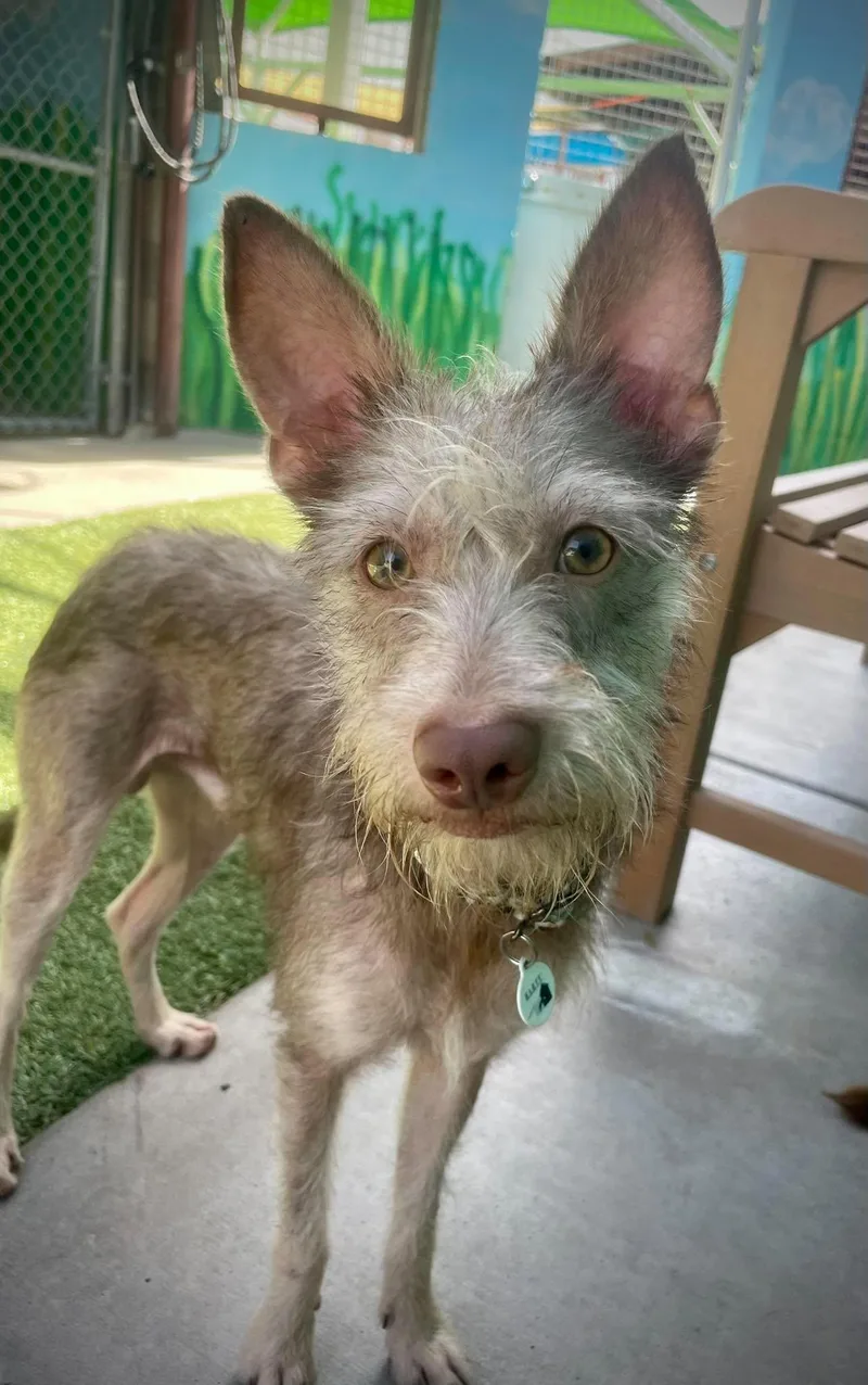 A baby small-sized male Apricot / Beige Miniature Schnauzer dog named Rover for adoption in Phoenix, AZ