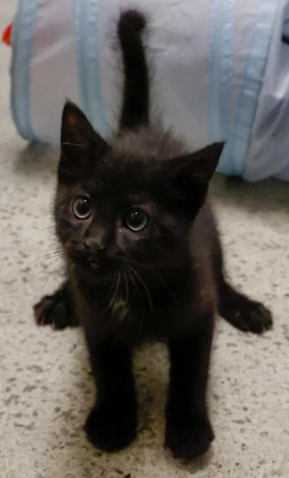 A baby small-sized male Domestic Short Hair cat named Garland for adoption in Verona, WI