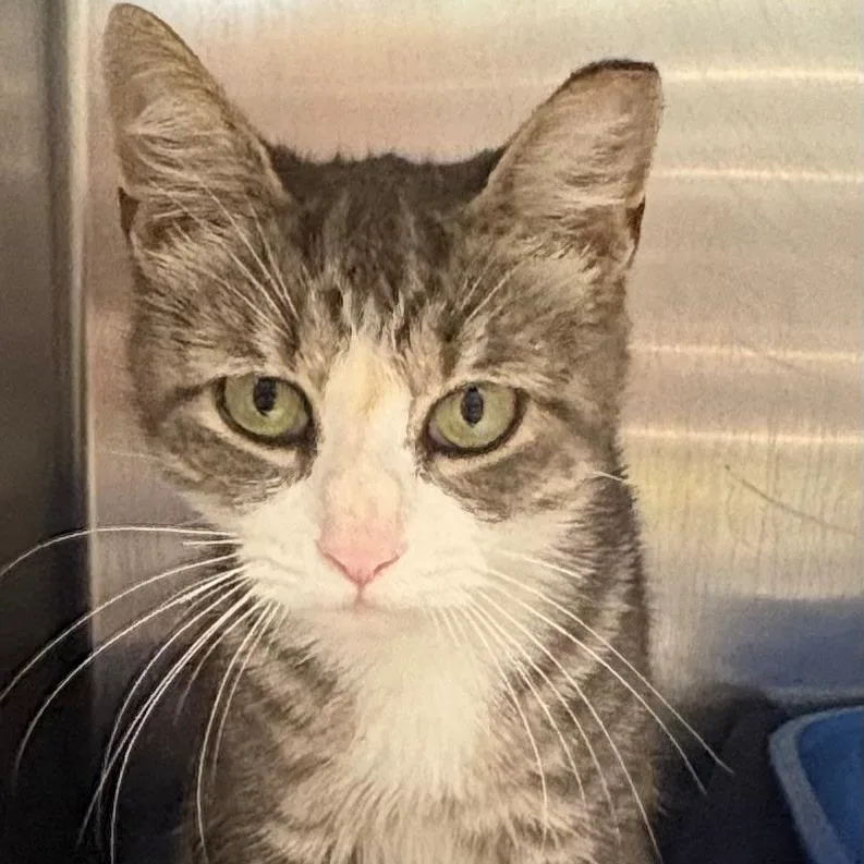 An adult medium-sized female Domestic Short Hair cat named Dime for adoption in East Hanover, NJ