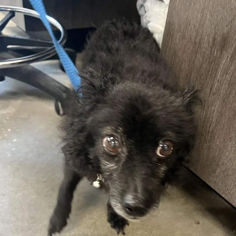 A senior small-sized male Black Chihuahua dog named Rufus for adoption in Tampa, FL