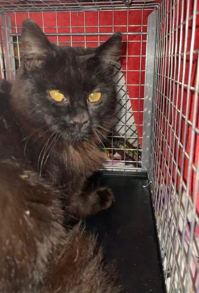 Mateo Snow Angel thumbnail 4