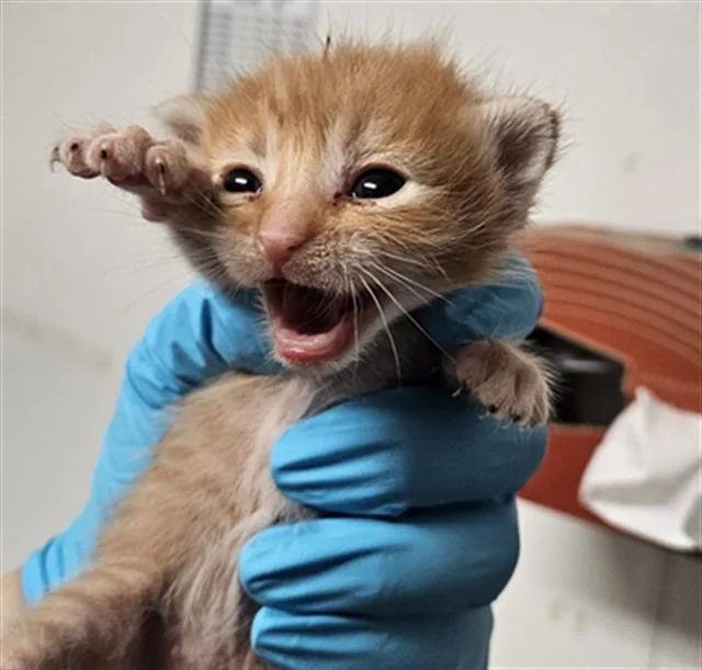 A baby small-sized male Domestic Short Hair cat named Churro for adoption in Bakersfield, CA