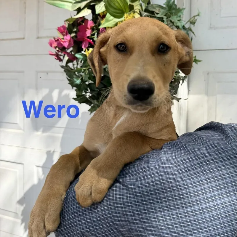 A baby medium-sized female Shepherd dog named Wero for adoption in Pearsall, TX