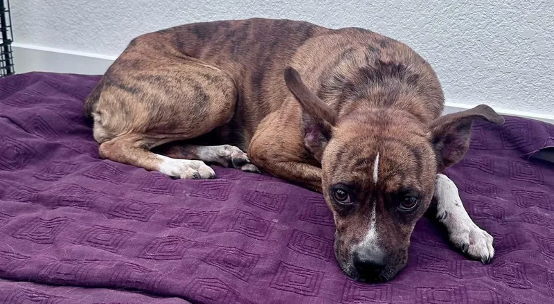 An adult medium-sized female Brindle Boxer dog named Lola for adoption in Thornton, CO