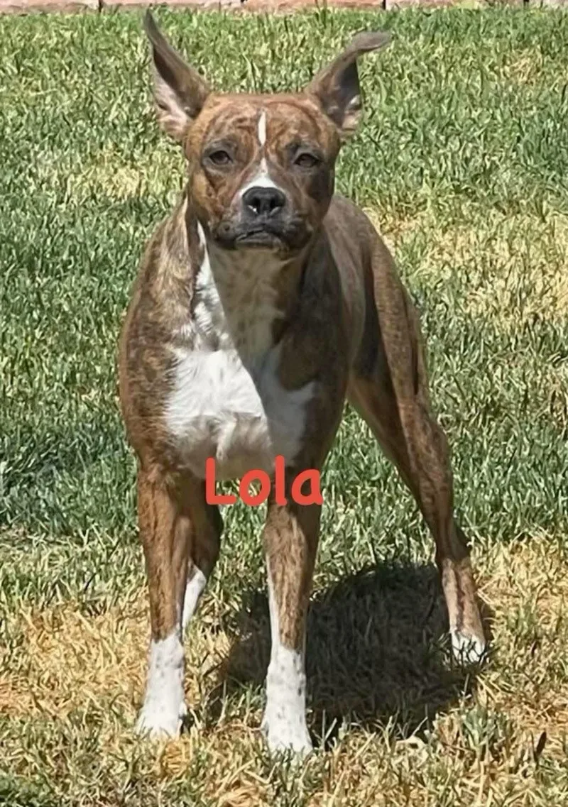 Lola thumbnail 4