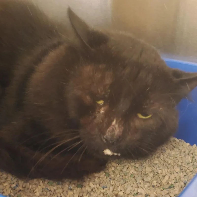 An adult medium-sized male Black Domestic Short Hair cat named Spider for adoption in Novelty, OH