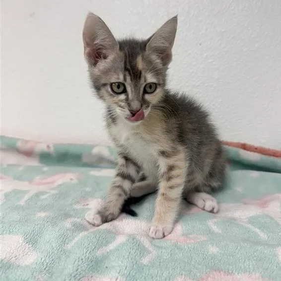 A baby small-sized female Calico Domestic Short Hair cat named Plum for adoption in Hawthorne, CA