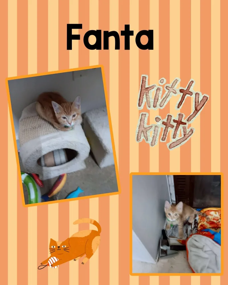 A baby small-sized male Orange / Red Domestic Medium Hair cat named Fanta for adoption in Monticello, IN