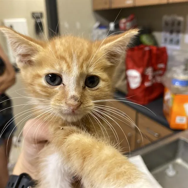 A baby small-sized male Domestic Short Hair cat named Sherbert for adoption in Modesto, CA