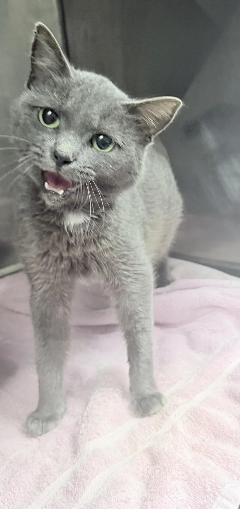 A young medium-sized female Domestic Short Hair cat named Jelly for adoption in Elizabethtown, NC