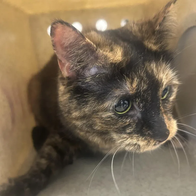 A senior small-sized female Torbie Domestic Short Hair cat named Jackie for adoption in Philadelphia, PA