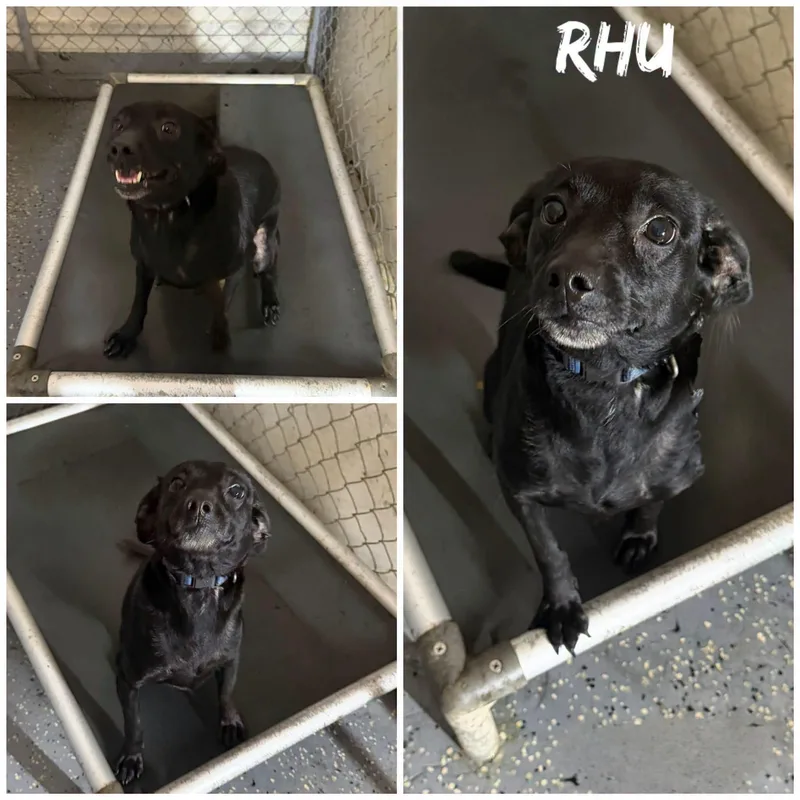 An adult medium-sized female Black Dachshund dog named Rhu for adoption in Saint James, MO