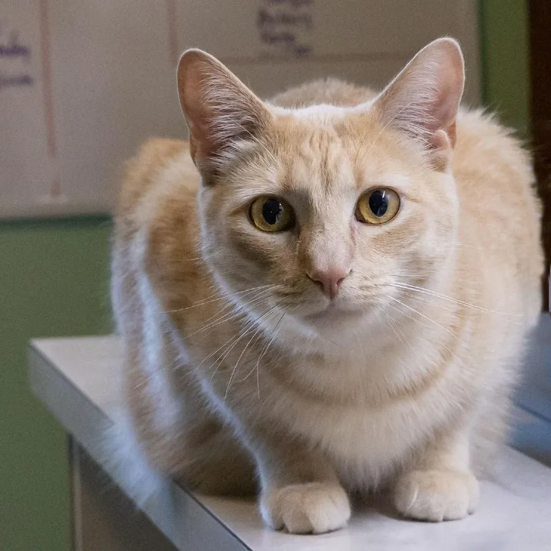 An adult large-sized male Orange / Red Domestic Short Hair cat named Windsor for adoption in McKean, PA
