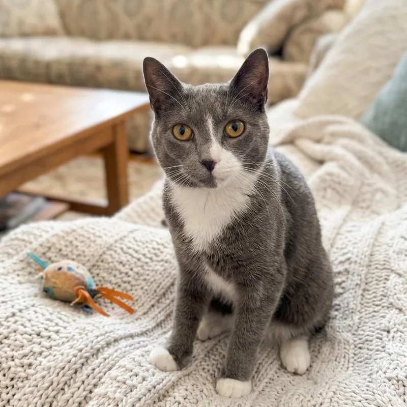 A young small-sized male Gray / Blue / Silver Domestic Short Hair cat named Ernie for adoption in Pasadena , MD