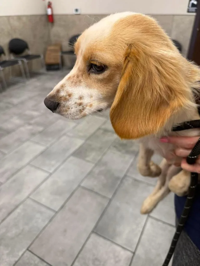 A young small-sized female Cocker Spaniel dog named Jill Munroe for adoption in Austin, TX