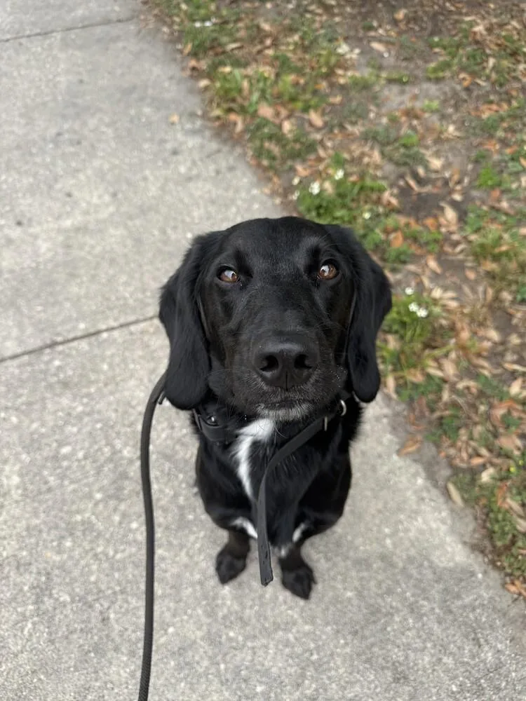 A young medium-sized male Black Hound dog named Cash for adoption in Orlando, FL
