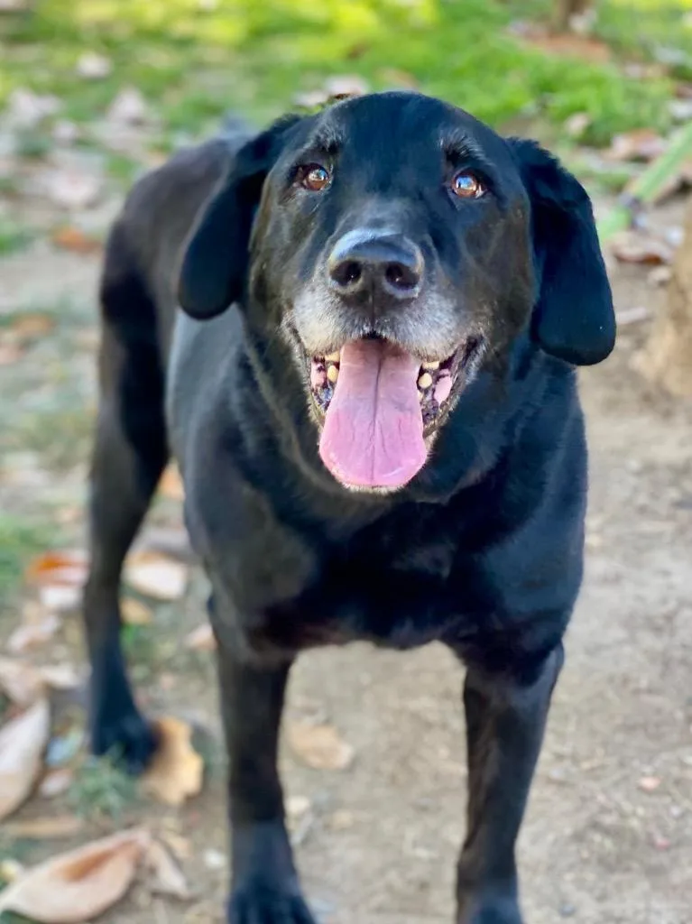 Marshall thumbnail 2