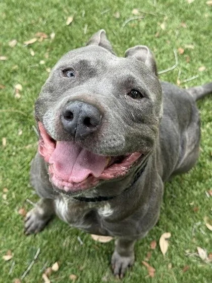 An adult medium-sized male Pit Bull Terrier dog named Blue for adoption in Daytona Beach, FL