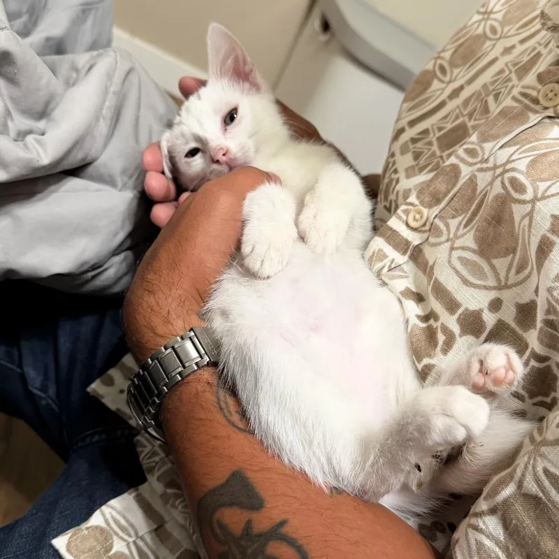 Snowball