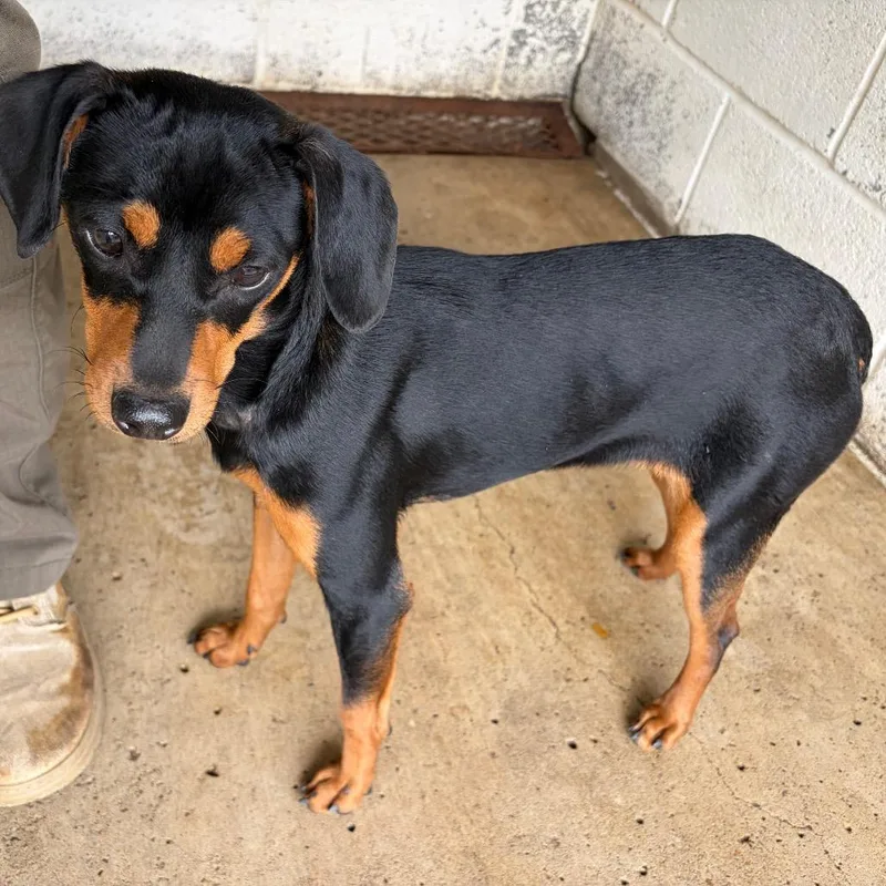 A young small-sized female Black Doberman Pinscher dog named Neeku Vozo for adoption in Edinburg, TX