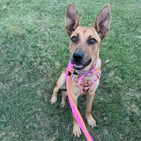 A young medium-sized female Yellow / Tan / Blond / Fawn Mixed Breed dog named Nalia for adoption in Dallas, TX