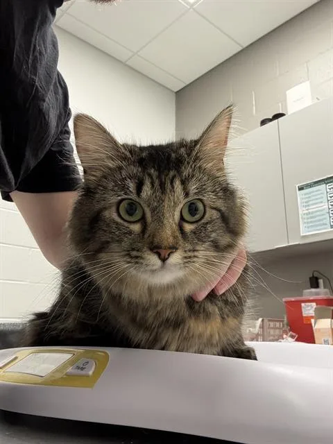 A young small-sized female Domestic Short Hair cat named Quinn for adoption in Indianapolis, IN