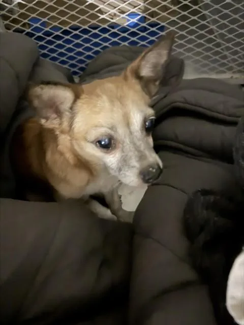An adult small-sized male Chihuahua dog named Astrid for adoption in Bakersfield, CA