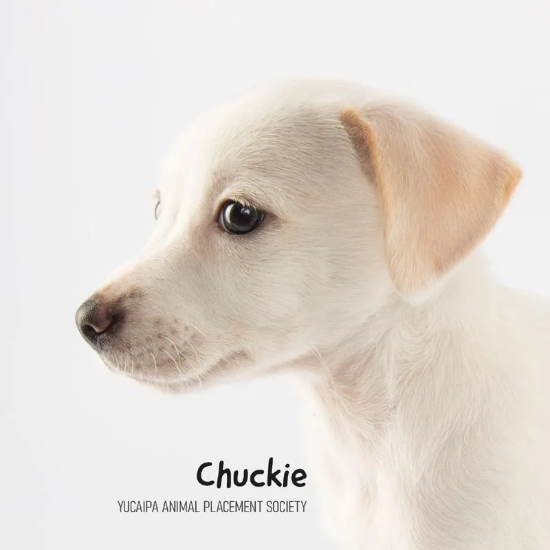 Chuckie thumbnail 2