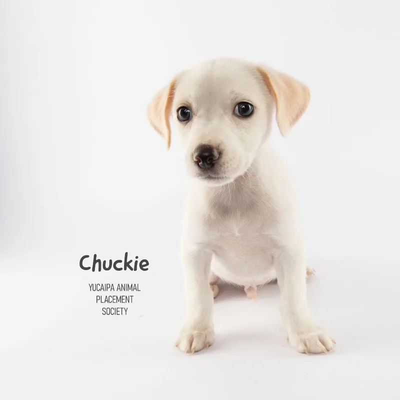 Chuckie thumbnail 3