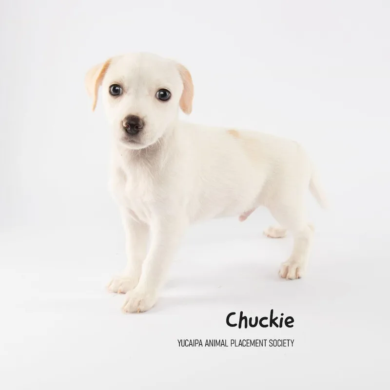 Chuckie thumbnail 4