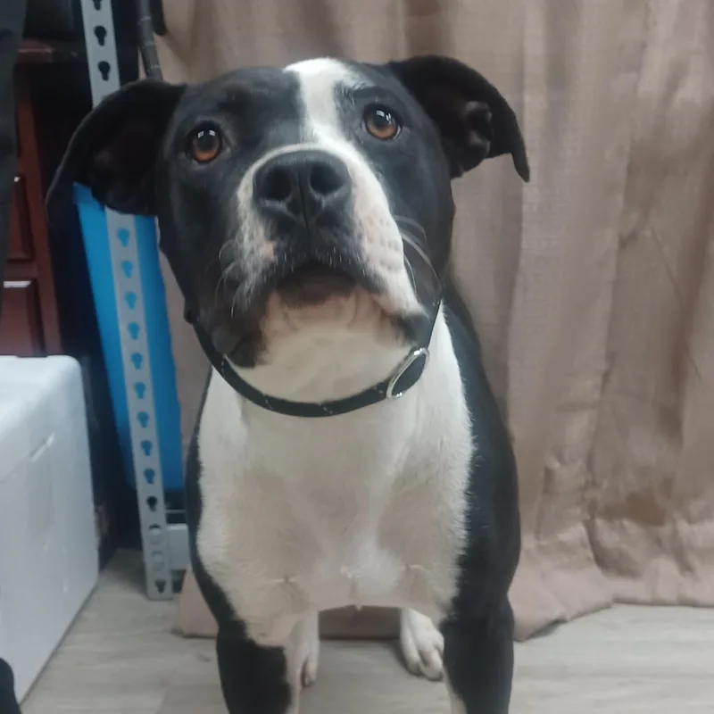 Shantelle thumbnail 2