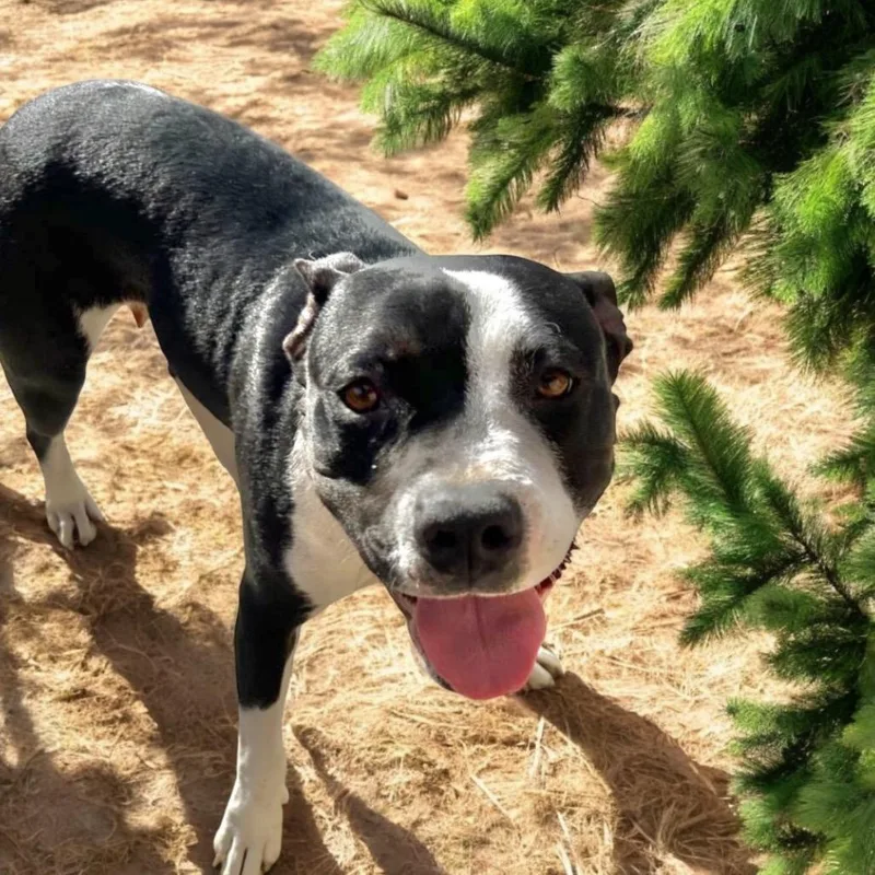 Shantelle thumbnail 3