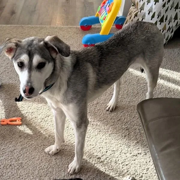 A young medium-sized female Husky dog named Lilly for adoption in Des Moines, IA