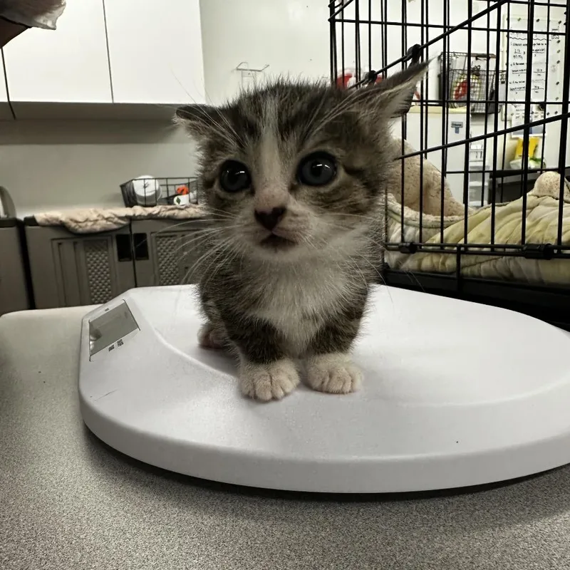 A baby small-sized female Black Domestic Short Hair cat named Chaos for adoption in Manhattan, KS