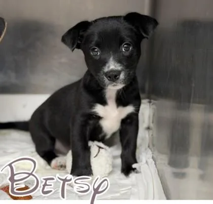 A baby medium-sized female Entlebucher dog named Betsy for adoption in Morton Grove, IL