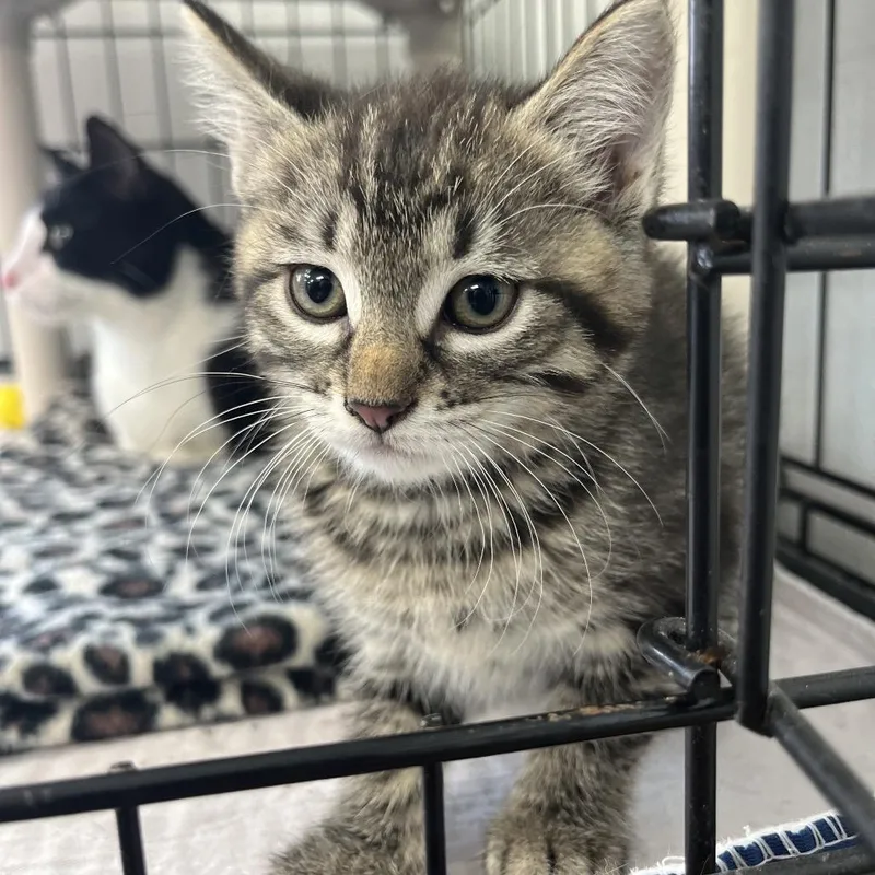 A baby small-sized female Gray / Blue / Silver Domestic Short Hair cat named Teela for adoption in Canton, IL
