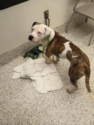 An adult medium-sized male Staffordshire Bull Terrier dog named Aggron for adoption in Atlanta, GA