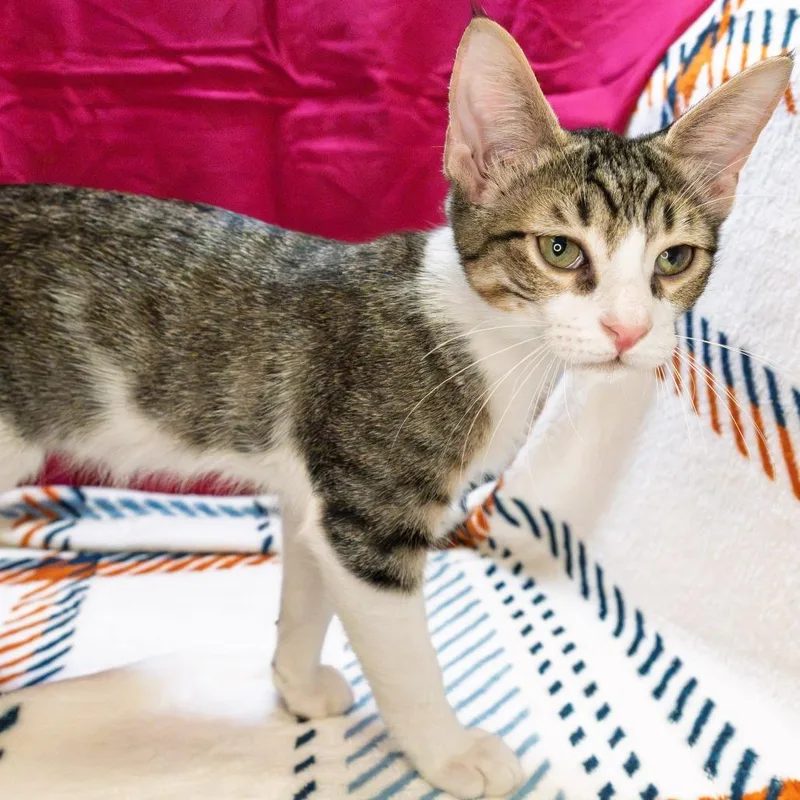 A baby small-sized male Brown / Chocolate Domestic Short Hair cat named Marty for adoption in South Elgin, IL