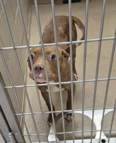 A young small-sized male Pit Bull Terrier dog named Phinneas for adoption in Decatur, IL