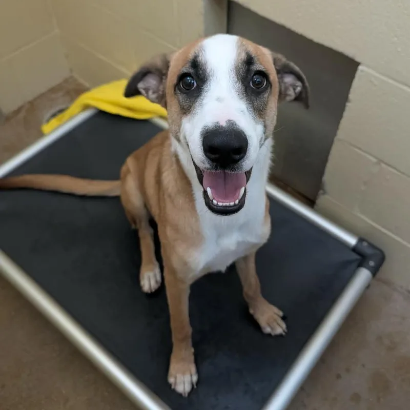 A young large-sized female Yellow / Tan / Blond / Fawn Mixed Breed dog named Tilly for adoption in Fredericksburg, TX