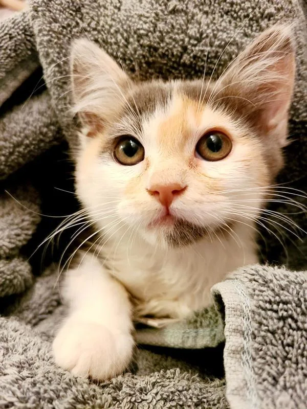 A baby small-sized female Domestic Medium Hair cat named Rainbow for adoption in Salt Lake City, UT