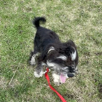 A young small-sized male Mixed Breed dog named Ralphy for adoption in Janesville, WI