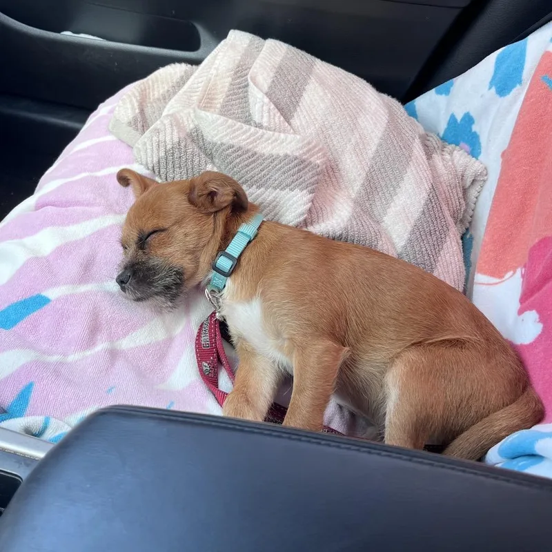 A baby small-sized male Apricot / Beige Shih Tzu dog named Miles for adoption in Hobe Sound, FL