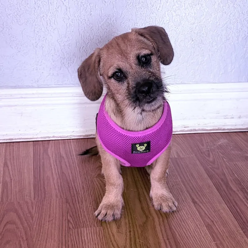 A baby small-sized male Apricot / Beige Shih Tzu dog named Billy for adoption in Hobe Sound, FL