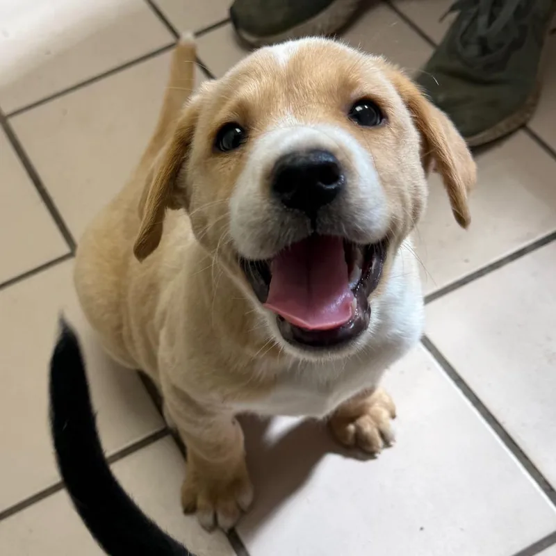 Tuscstray thumbnail 2